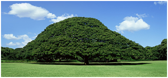 �����̎��I�����C��