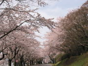 構内の桜並木（春）