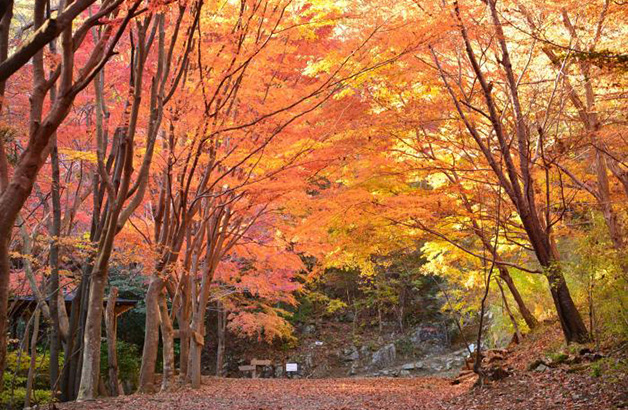 Fall: Ogitsu Mountain Natural Park