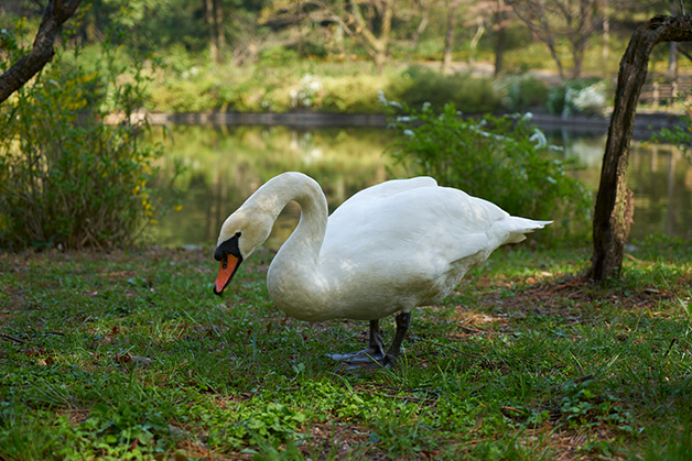Swan living in the garden