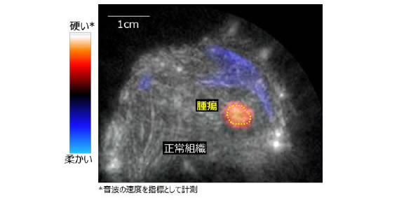 [画像]図2 超音波計測によるイヌ腫瘍の検出