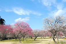 偕楽園（水戸市）