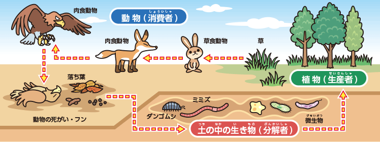 環境の世界 生態系のお勉強 日立キッズ