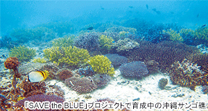 「SAVE the BLUE」プロジェクトで育成中の沖縄サンゴ礁
