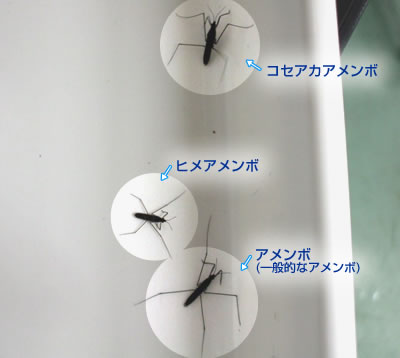 [ʐ^] 3ނ̃A{
