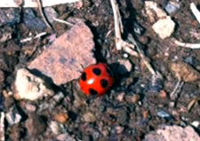 [ʐ^] ĂƂ