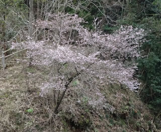[ʐ^] R̂̂ɍ炭
