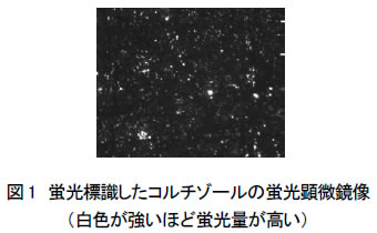 蛍光標識したコルチゾールの蛍光顕微鏡像