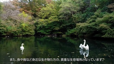 動画サムネイル：中央研究所の森と湧水