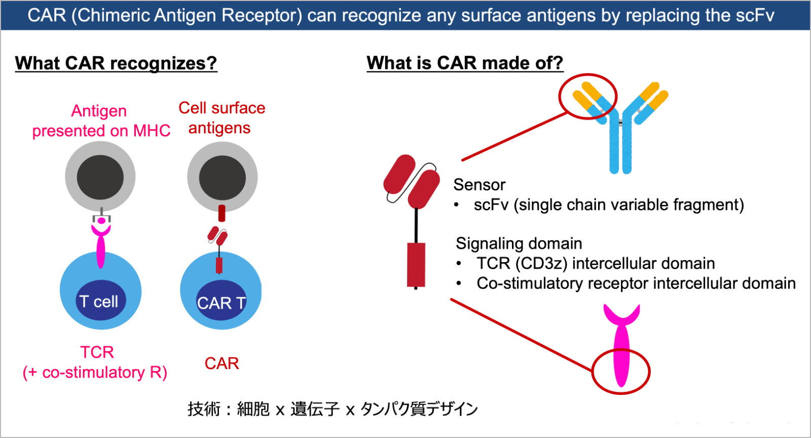 がんの免疫療法用の細胞の高機能化をめざす イメージ3