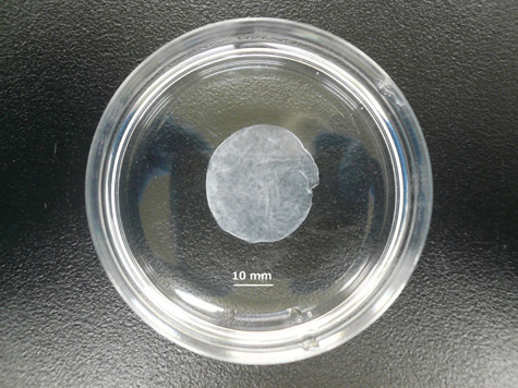 自動培養した細胞シート<br />Automatically cultured cell sheet